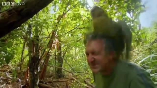 I am a bird motherer, kakapo, lustful, bird, pet, impudent, nature travel.