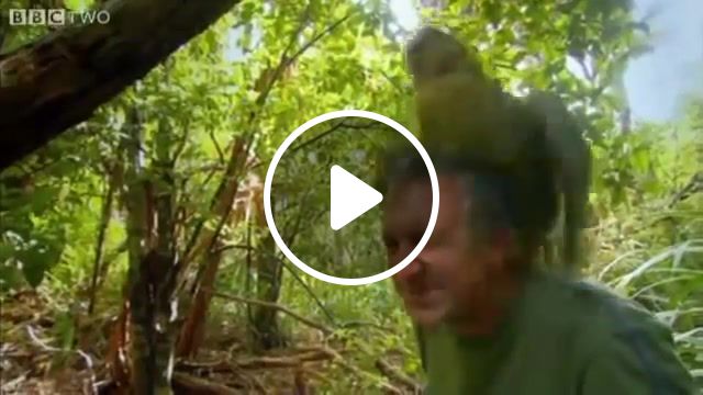I am a bird motherer, kakapo, lustful, bird, pet, impudent, nature travel. #1