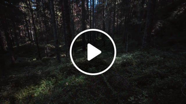 Lost in the woods, forest, natural, music, relax, beautiful, ethnic, celtic, wood, spirit, celtic music, nature travel. #0