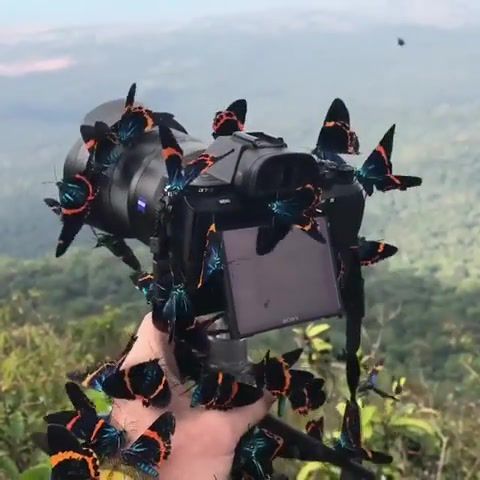 Nature is beauty, Butterfly, Nature, Camera, Lineage2, Music, L2, Elfvillage, Nature Travel