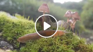 Slug Mushroom