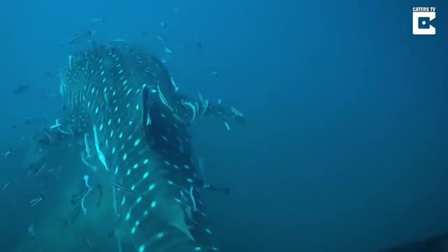 The whale shark Rhincodon typus tranquility, Underwater, Ocean, Incredible, Fish, Amazing, Shark, Encounter, Nature Travel