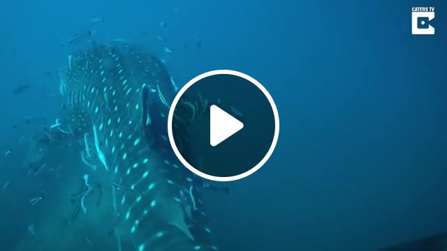 The whale shark rhincodon typus tranquility, underwater, ocean, incredible, fish, amazing, shark, encounter, nature travel. #1