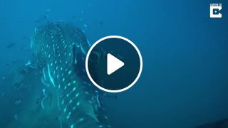 The whale shark Rhincodon typus tranquility