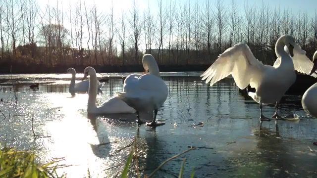 White swans, holland, ice, water, swan, white swans, ride a white swan, t rex, nature travel.