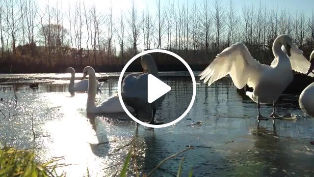 White swans, holland, ice, water, swan, white swans, ride a white swan, t rex, nature travel. #0