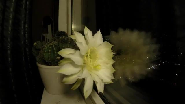 Cactus - Video & GIFs | cactus,flowering,nature travel