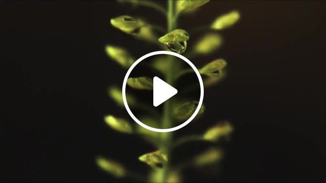 Etude in dew, art, nature, slow mo, robot koch, nature travel. #0