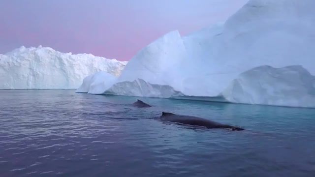 Greenland - Video & GIFs | greenland,iceberg,northpole,ice,ganja ooyy,nature travel