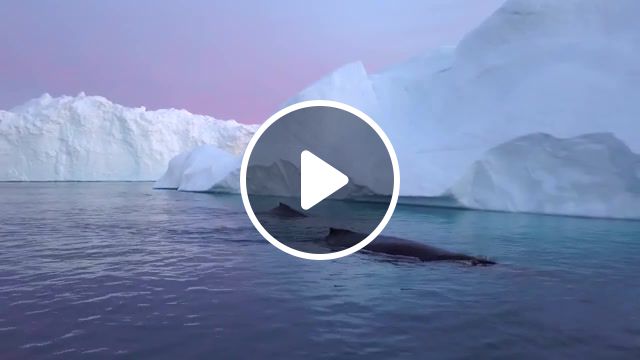 Greenland, greenland, iceberg, northpole, ice, ganja ooyy, nature travel. #1