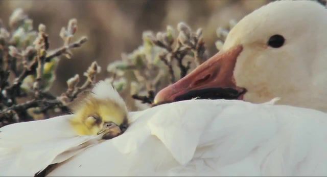 Russian white ducks, Nature Travel