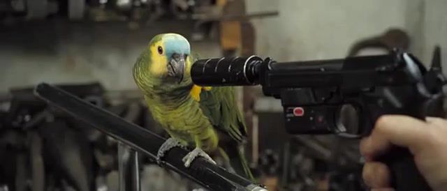The frank confession of love, movies moments, pointed gun, bird, parrot, love.