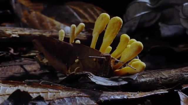 The Shape of Cordyceps, Collective The Shape Of He To Come, Botanist, Cordyceps, Nature Travel