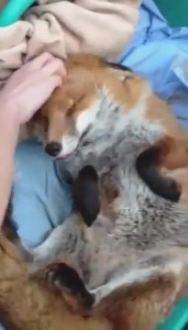 Dawn the Fox wags her tail - Video & GIFs | wildlife,tail,fox,nature travel