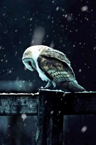 Hedwig in snow, Harry Potter, Hedwig, Owl, Snow, Night, Live Pictures