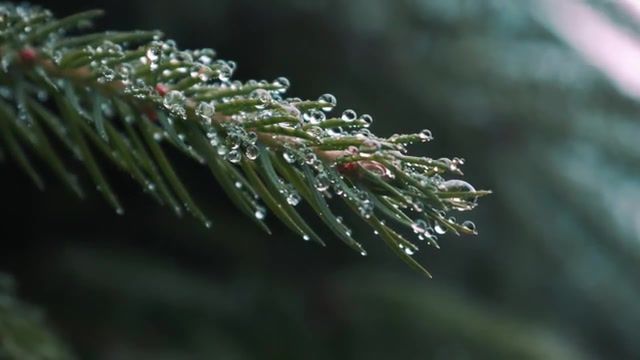 Pine - Video & GIFs | pine,forest,chillout,chill,chill music,chillwave,petit biscuit alone,tree,nature travel