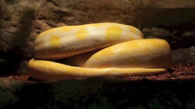 Snake, singapore zoo, nature travel.