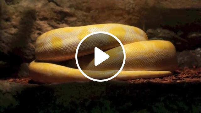 Snake, singapore zoo, nature travel. #1