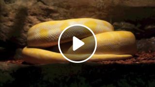 Snake, Singapore Zoo