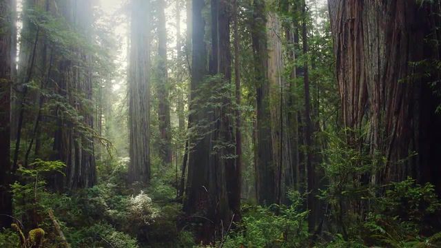 The Forest - Video & GIFs | nature travel