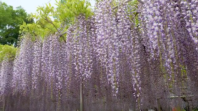 Wind chimes, hanami, wisteria, ashikaga flower park, wind chimes, wisteria blooming, japan, saitama, nature travel.