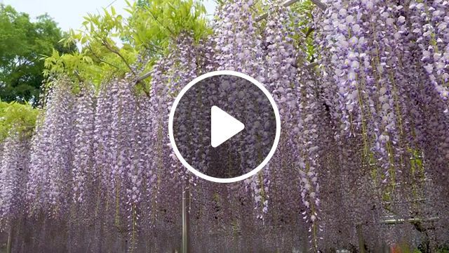 Wind chimes, hanami, wisteria, ashikaga flower park, wind chimes, wisteria blooming, japan, saitama, nature travel. #0