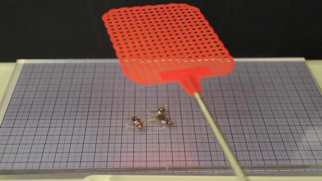 Robotic survives flattened by a fly swatter, Epfl, Science, Technology, University, Switzerland, Lausanne, Robot, Soft Robot, Artificial Muscle, Dea, Deansect, Bioinspired Robot, Soft Robotics, Insect, Fly Swatter, Wow, Jake The Dog, Adventure Time, Jake, Reaction, Random Reactions, Beavis And Butthead, Laughing, Laugh, Ha Ha, Ha Ha Ha, Lol, Mtv, Shere Khan, Jungle Book, Disney, Walt Disney, Cartoon Reaction, Bravo, Aladdin, Aladdin And Genie, Genie, Shocked, Shock, Kurt Russell, Hollywood, You, Matrix, Neo, Let Me Out, Stop, Peter Griffin, The Office, Dwight Schrute, Michael Scott, Coming To America, Samuel L Jackson, Samuel L Jackson, Science Technology