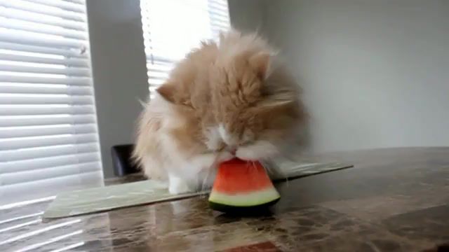 Seasonal kitty, cat who likes watermelon, pets, hashi, saigo, neko, watermelon, cat, cat watermelon, kitty addiction, persian kitten, cute kitten.