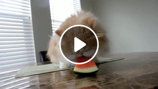 Seasonal kitty, cat who likes watermelon, pets, hashi, saigo, neko, watermelon, cat, cat watermelon, kitty addiction, persian kitten, cute kitten. #1