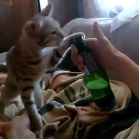 Gifted cat, gifted cat, cat, gift, beer, bottle, wise man.