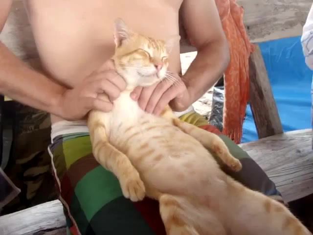 The Cat Meuse Rocky The Cat, Salty, Levi, Thai Cat Mage, Adorable, Top Cat, Smiling Cat, Relaxed Cat, Thailand, Kittens, Cats, Funny, Cat Mage, Cute, Mage, Kitty, Cat
