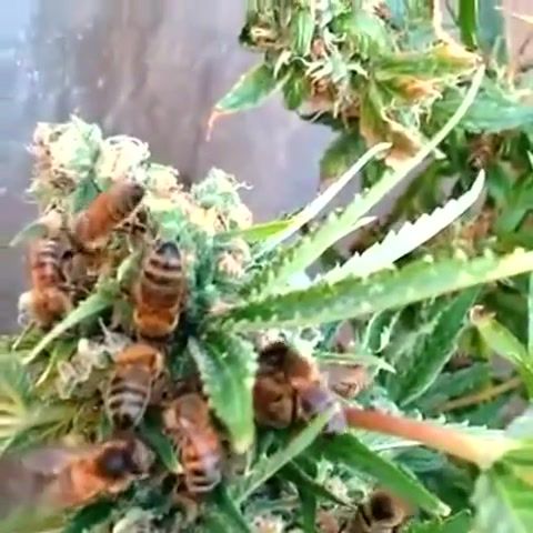 Bees Making Cannabis Honey. Nature. Science. Cbd. Endocannabinoid. Thc. Cannabis. Infused. Pollen. Honey. Bee. Bees. Nature Travel.