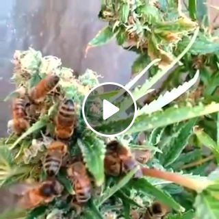 Bees Making Cannabis Honey