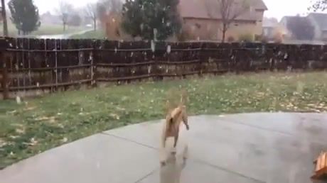 Dog enjoys the snow, Nature Travel
