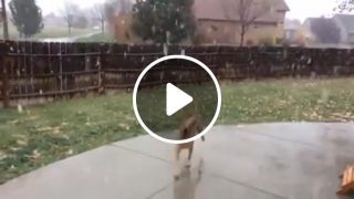 Dog enjoys the snow