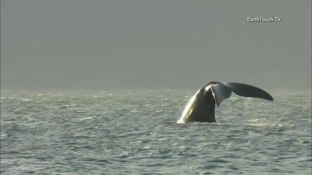 Sail A whale - Video & GIFs | the world's oceans,pink floyd breathe in the air part 1 and part 2,sail a whale,southern right whale,earth touch,animals,nature,planet earth,environment,hd,wildlife,earth,nature travel