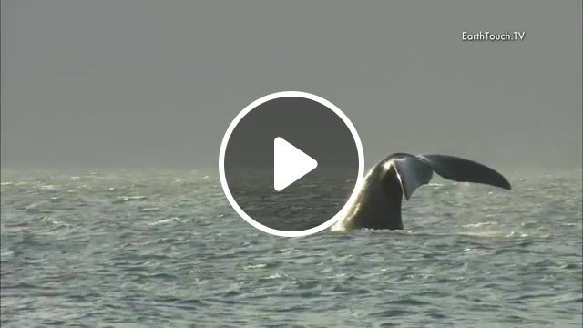 Sail a whale, the world's oceans, pink floyd breathe in the air part 1 and part 2, sail a whale, southern right whale, earth touch, animals, nature, planet earth, environment, hd, wildlife, earth, nature travel. #0