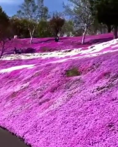 Sea of flowers, free flow flava final round, music, gif, flower, nature travel.