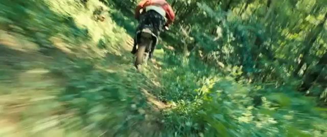 The place beyond the pines. the look, the place beyond the pines, ryan gosling drive, ryan gosling, woods, forest, moto, movie, the look, metronomy, nature travel.
