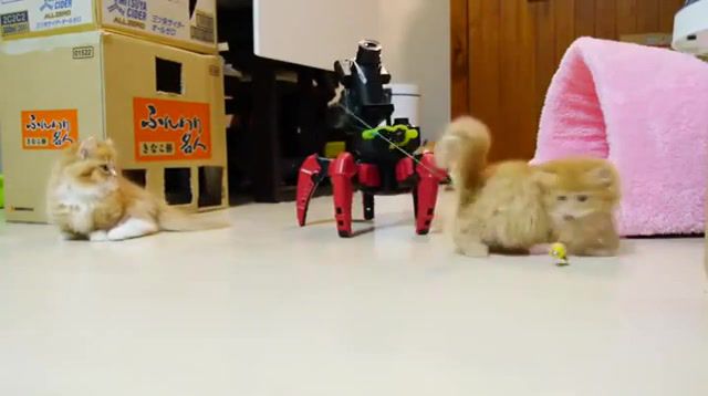 Cats and robot