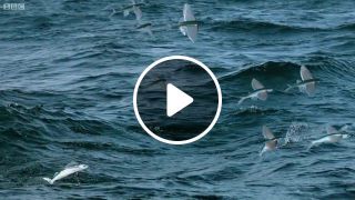 Flying Fish Picked Off From Above And Below BBC Earth nefalen fobos