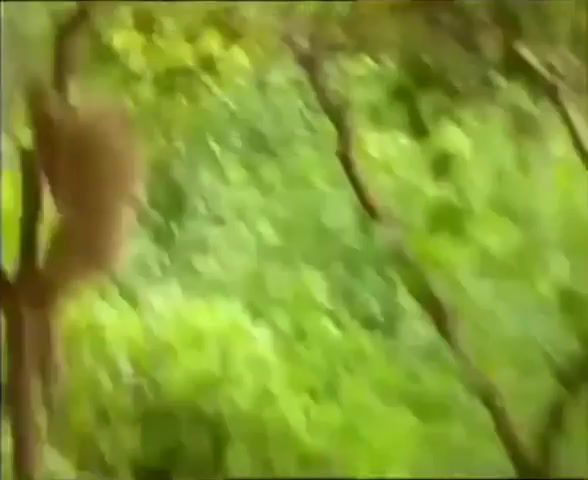 Monkey playing with tiger - Video & GIFs | fun,funny,animal,monkey,tiger,tigers,meme,memes,cute,pretty,animals,laugh,humor,4ch,animals pets