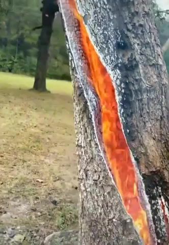 A look inside a tree that has been struck by lightning, Nature Travel
