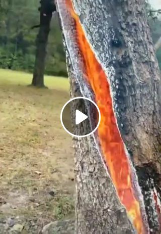 A look inside a tree that has been struck by lightning