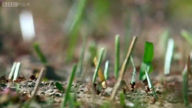 Ants At Work, Ant Colony, Plants, 50 Million Years, Fungus, Farmers, Farmer, Production Line, Production, Science, Bbc Nature, Bbc Ants, Episode 4, Ep 4, Ep4, Gr, Nature, Wonder Of Animals, Ants, Nature Travel
