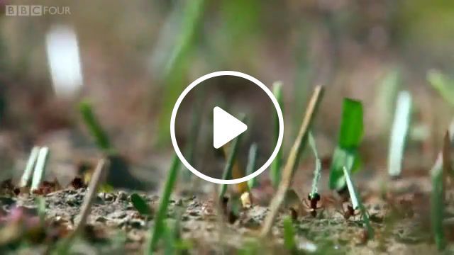 Ants at work, ant colony, plants, 50 million years, fungus, farmers, farmer, production line, production, science, bbc nature, bbc ants, episode 4, ep 4, ep4, gr, nature, wonder of animals, ants, nature travel. #0