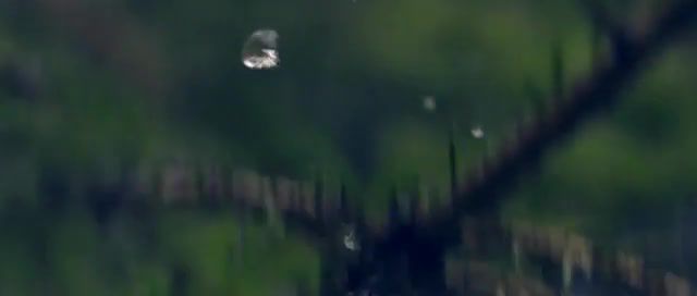 Drops - Video & GIFs | after rain,spring,falling,drops,nature travel