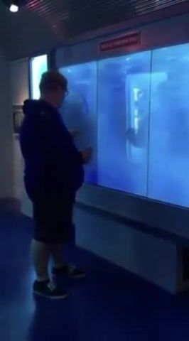 Guy touching aquariums gl, Aquarium, Fish, Shark, Fun, Funny, Edit, Amazing, Laugh, Fall, Perfect, Sea, Ocean, Nature Travel