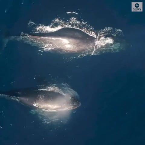 MAKING RAINBOWS Spectacular drone footage captures a humpback whale and her, Nature Travel