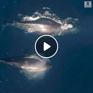 Making rainbows spectacular drone footage captures a humpback whale and her